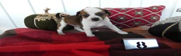 Chihuahua dogs for sale: Chihuahua 8 Sophia - Ad 3