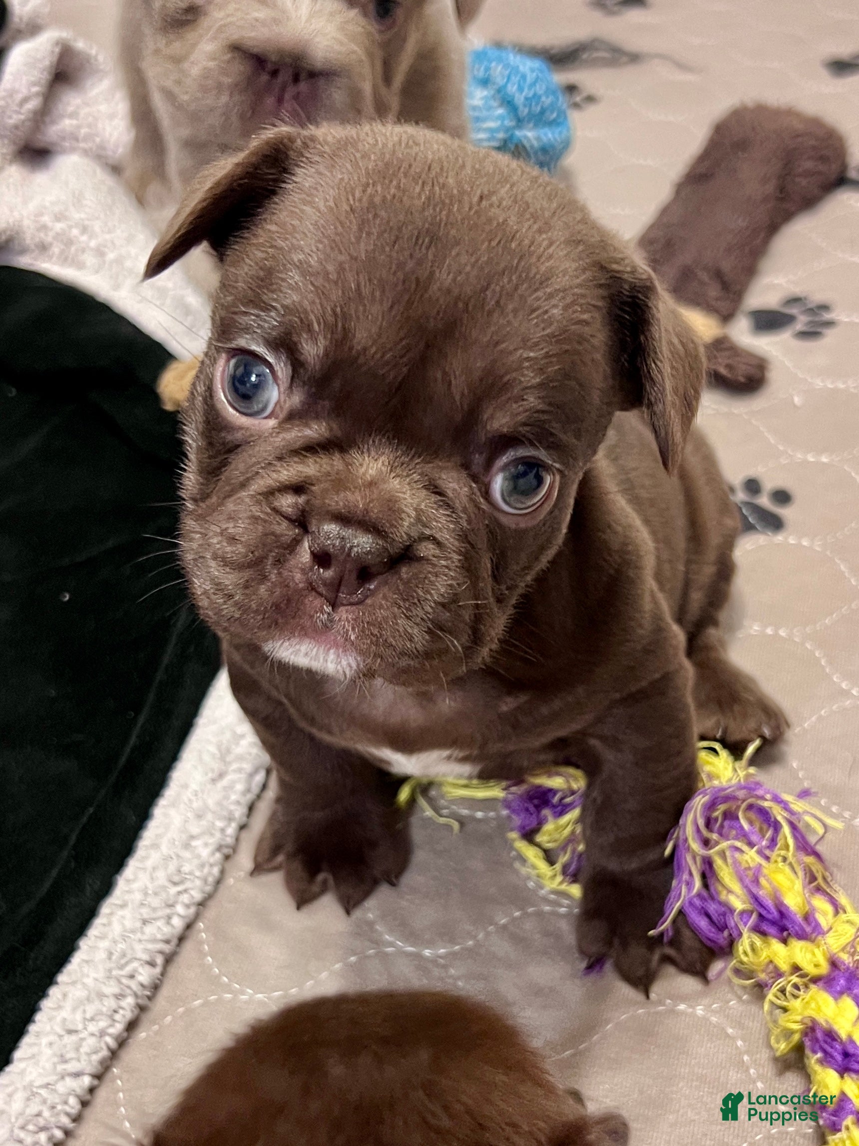 French Bulldog dogs Gucci - Ad 1