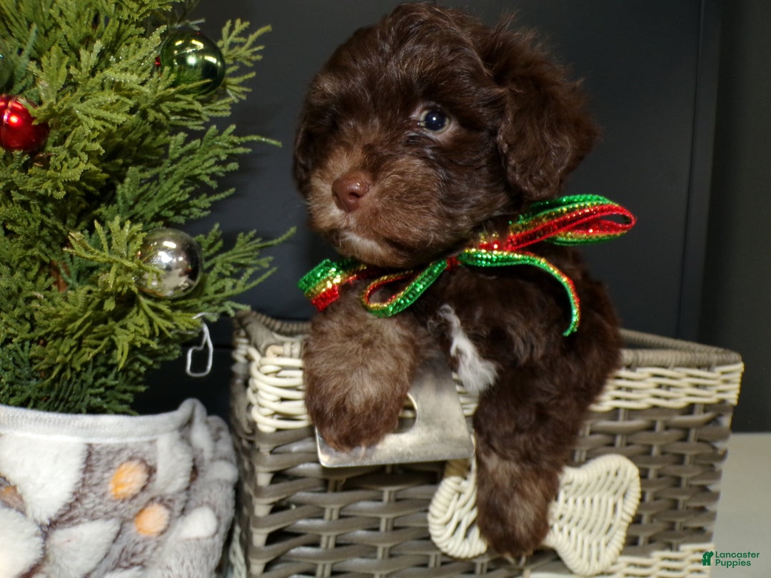 Havanese dogs for sale: Havanese Puppy 3 Coco - Ad 2