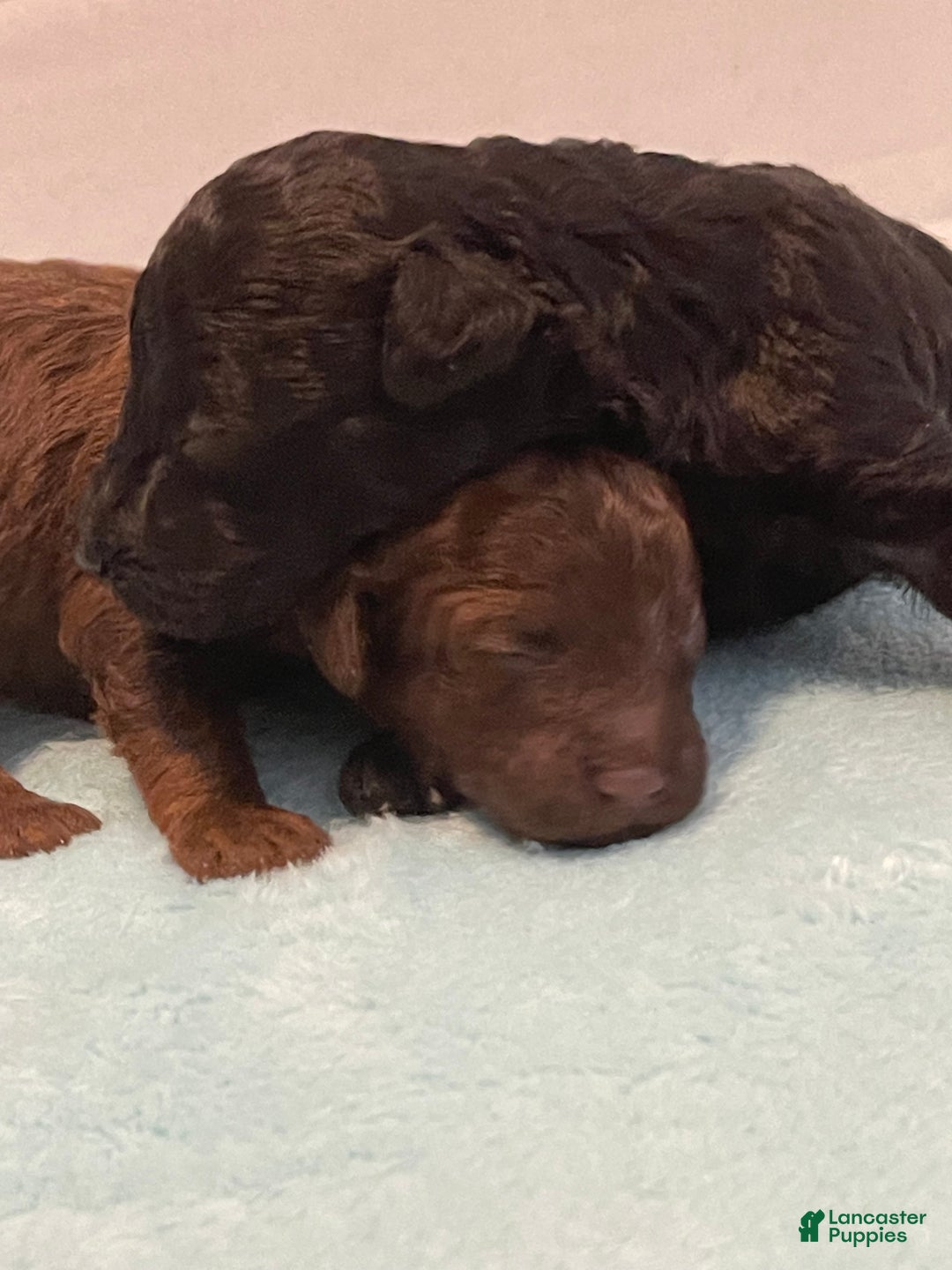 Toy Poodle dogs for sale: Toy Poodle Puppy 1 - Ad 6