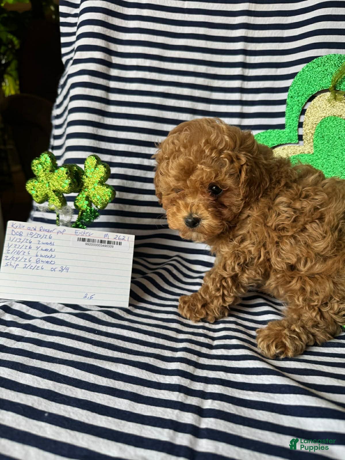 Toy Poodle dogs Waffles - Ad 35