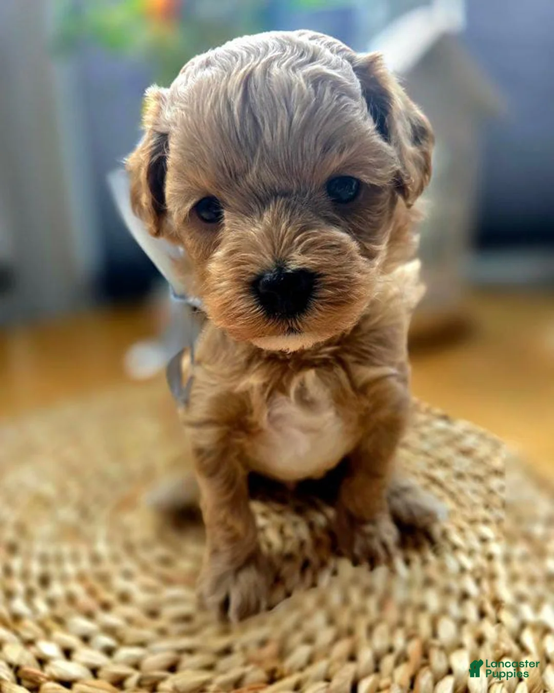Maltipoo dogs for sale: Teddy - Ad 2