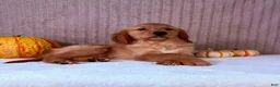 Golden Retriever dogs for sale: Shetar - Ad 1
