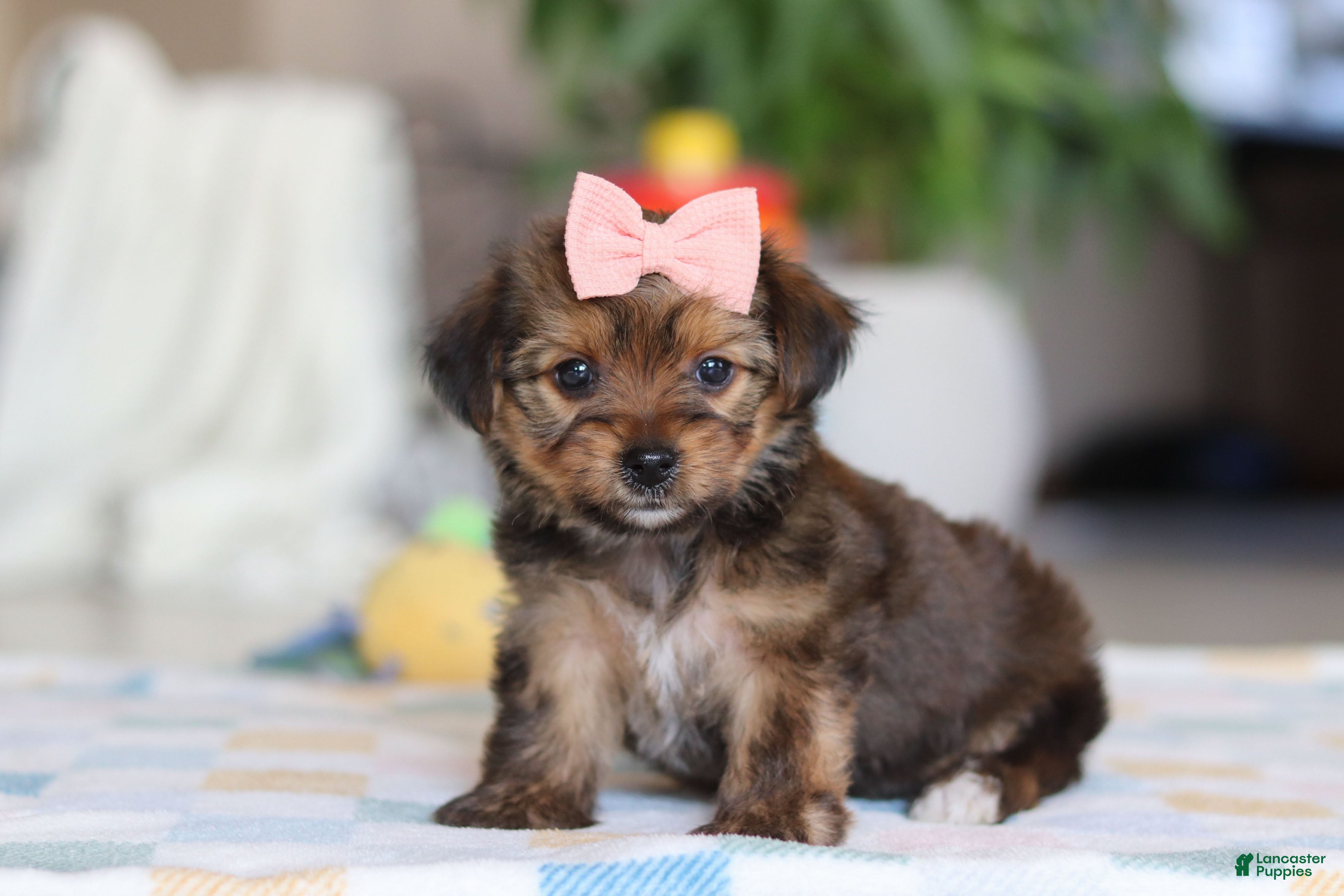 Morkie dogs Janie - Ad 2
