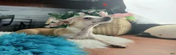 Chihuahua dogs for sale: Nationwide delivery. Popcorn boy red - Ad 5
