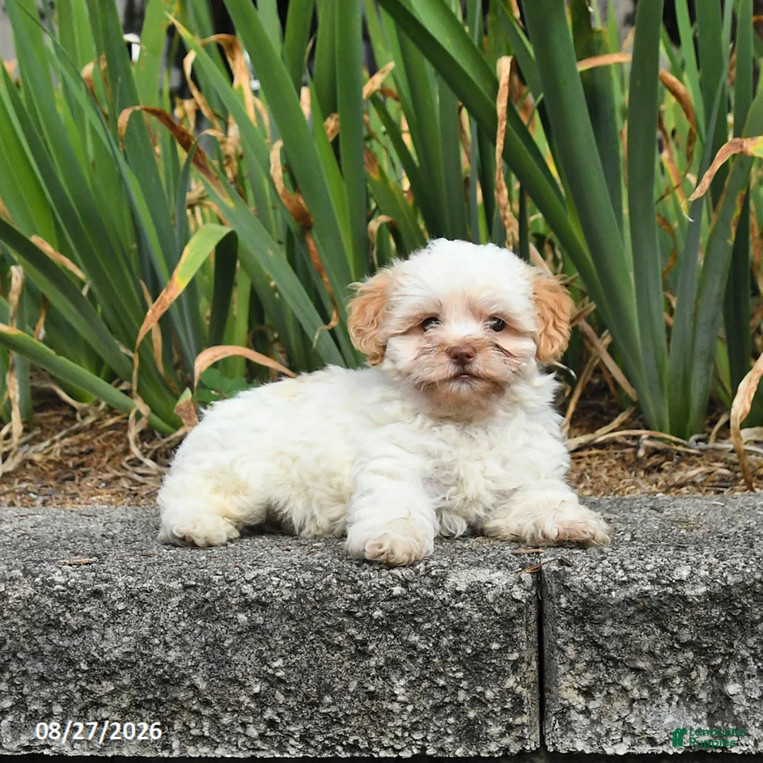 Havapoo dogs for sale: Lila  - Ad 1