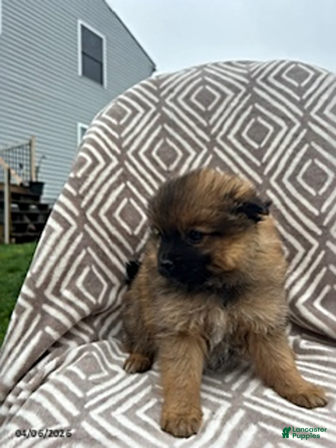 Pomeranian dogs for sale: Chop - Ad 3