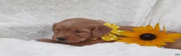 Golden Retriever dogs for sale: LUCKY - Ad 3