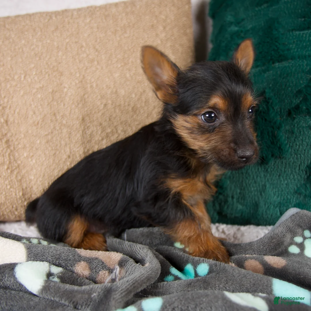 Yorkshire Terrier dogs for sale: Grace - Ad 2