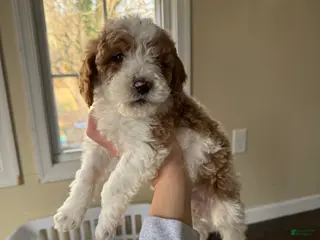 Miniature Poodle dogs Miniature Poodle Puppy 5 - Ad 14