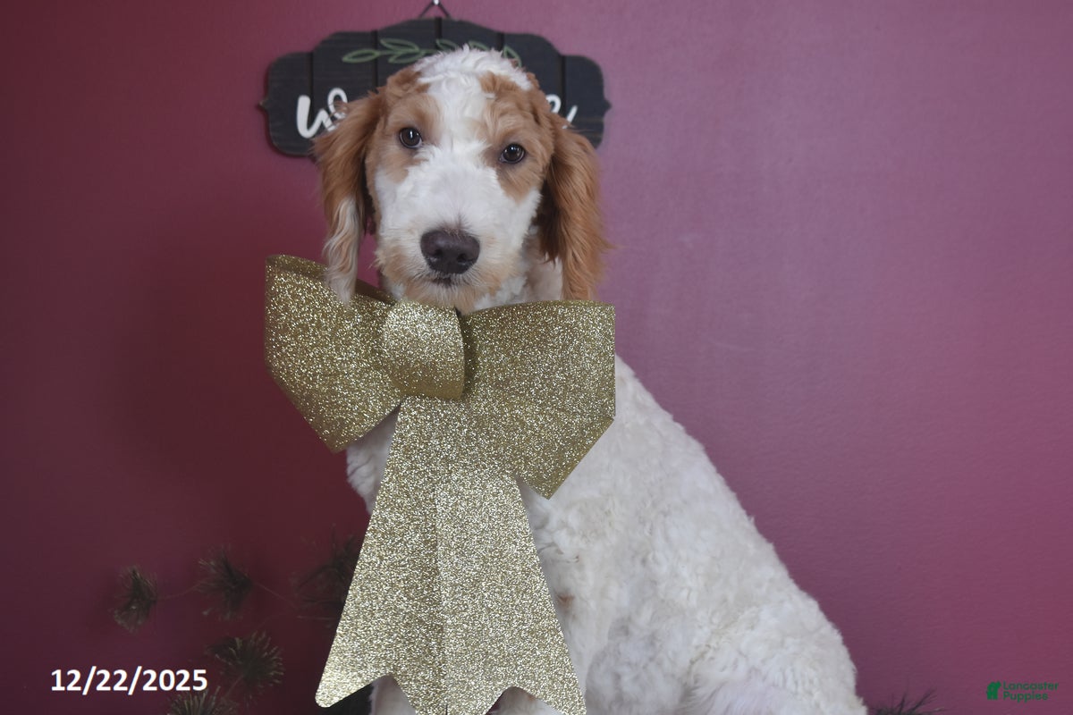 Goldendoodle dogs Garrett - Ad 1