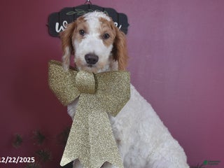 Goldendoodle dogs Garrett - Ad 1