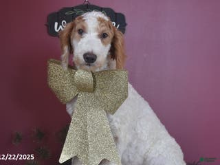 Goldendoodle dogs Garrett - Ad 26