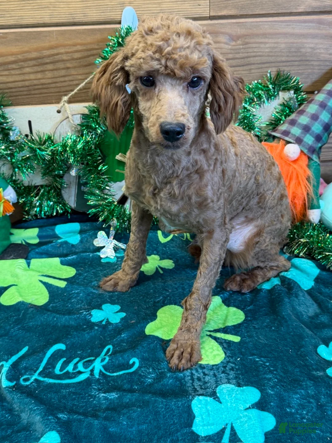 Miniature Poodle dogs for sale: Ernie - Ad 1