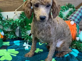 Miniature Poodle dogs Ernie - Ad 38