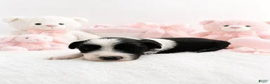 Sheepadoodle 3