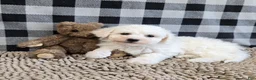 Bichon Frise dogs for sale: Belle - Ad 3