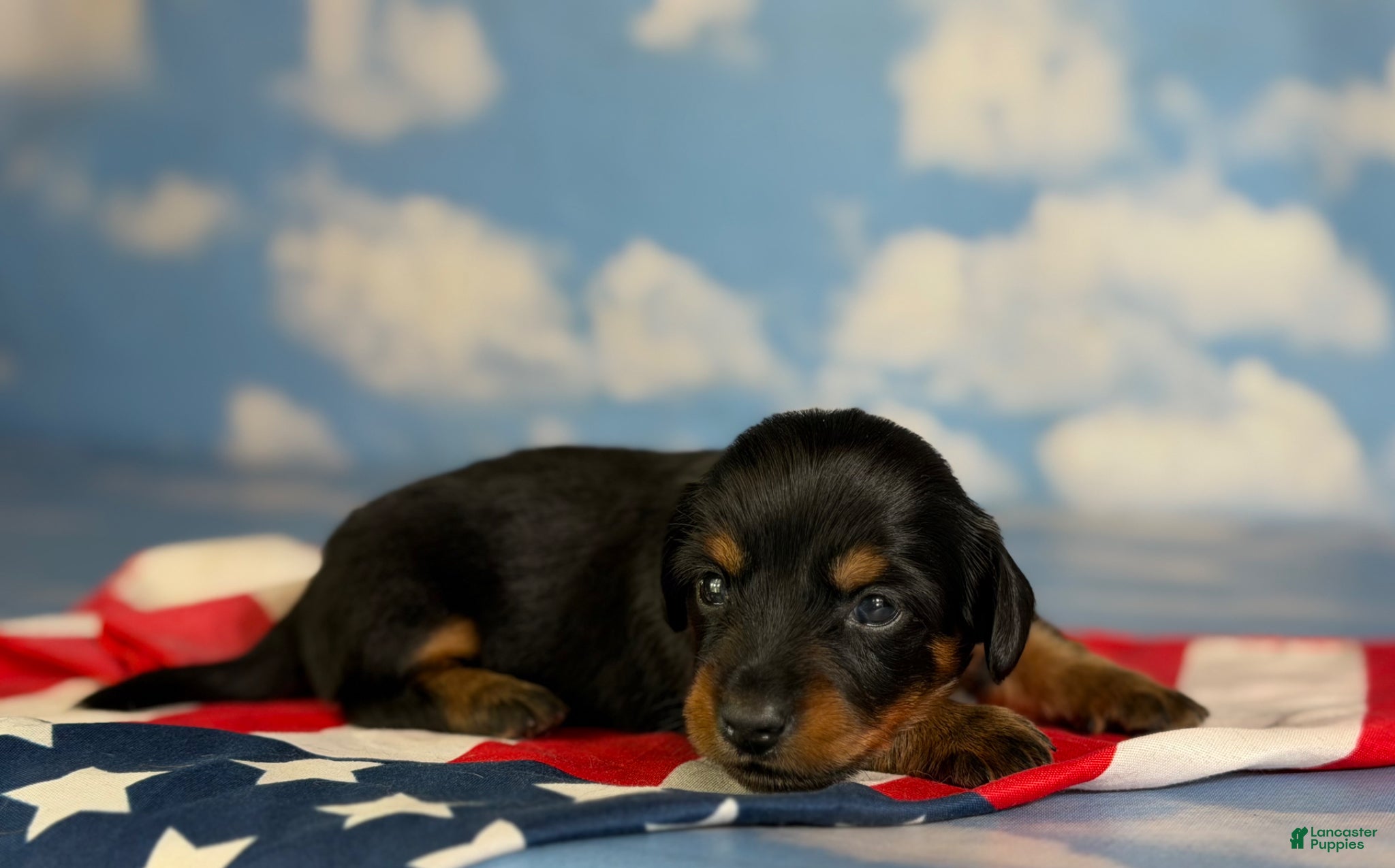 Miniature Dachshund dogs Akc Poppy LH DNA OFA  - Ad 1