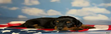Akc Poppy LH DNA OFA 