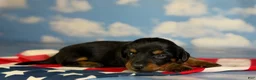 Miniature Dachshund dogs for sale: Akc Poppy LH DNA OFA  - Ad 1