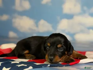 Miniature Dachshund dogs for sale: Akc Poppy LH DNA OFA - Ad 3