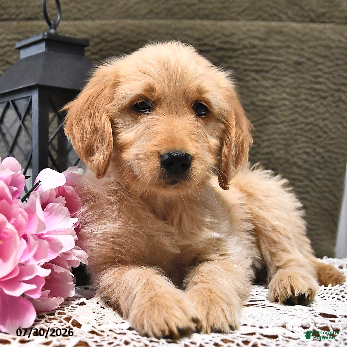 Goldendoodle dogs Caramel - Ad 1