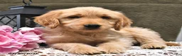 Goldendoodle dogs for sale: Caramel - Ad 6
