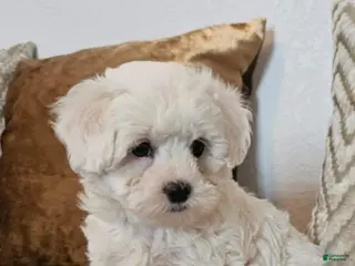 Maltipoo dogs Maltipoo Puppy 2 - Ad 2