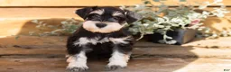 Miniature Schnauzer dogs for sale: Mason  - Ad 5