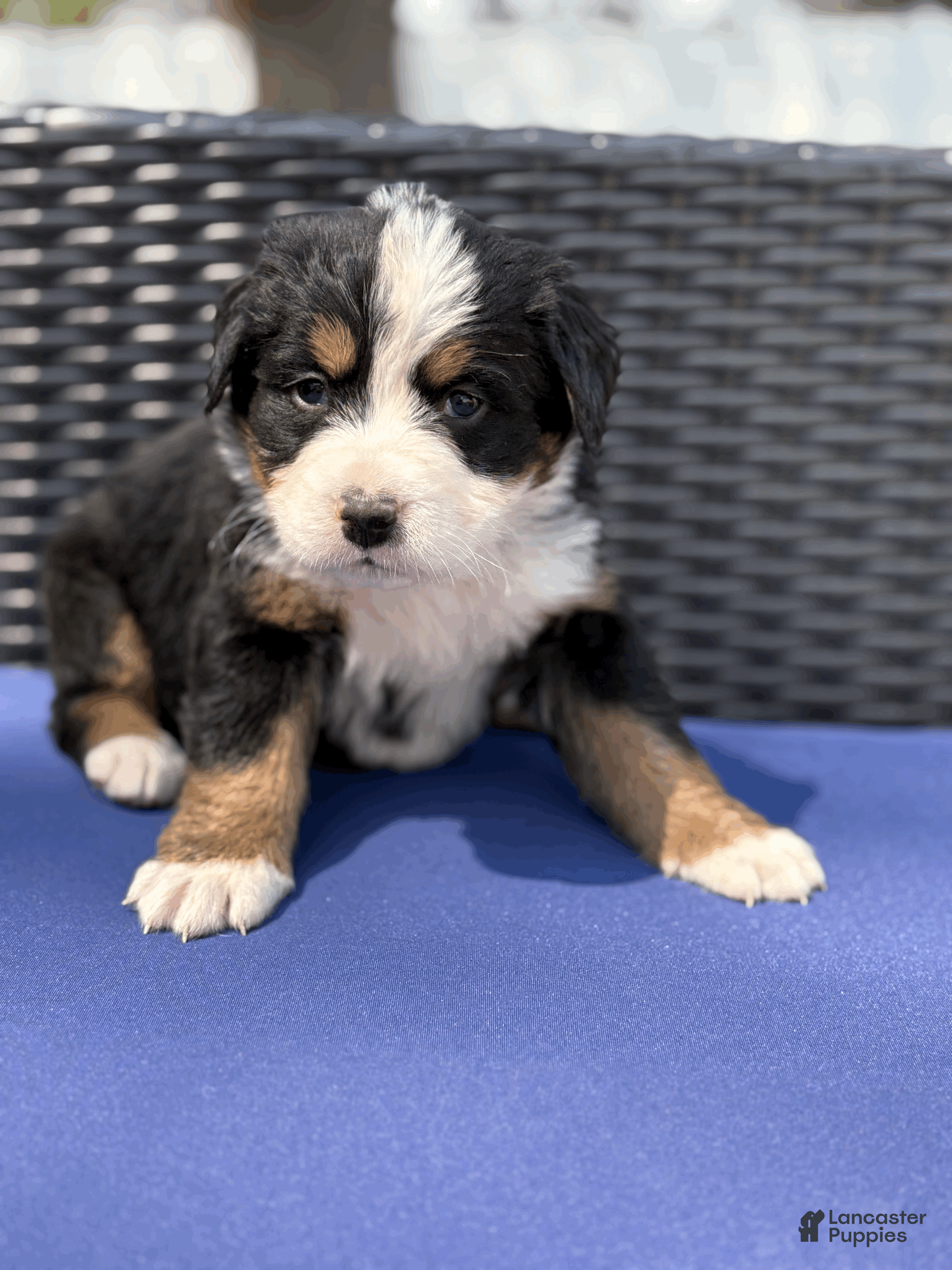Bernese Mountain Dog dogs Bennett - Ad 1