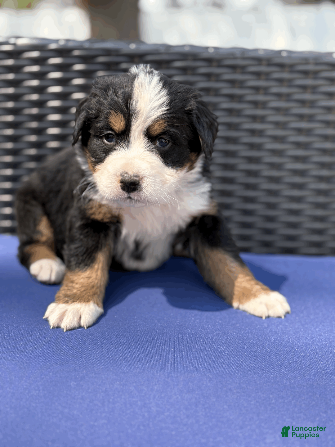 Bernese Mountain Dog dogs for sale: Bennett - Ad 1