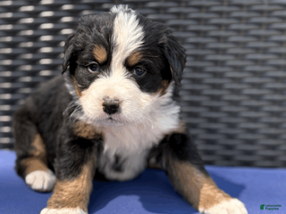 Bernese Mountain Dog dogs for sale: Bennett - Ad 2