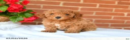 Miniature Poodle dogs for sale: Cooper - Ad 1