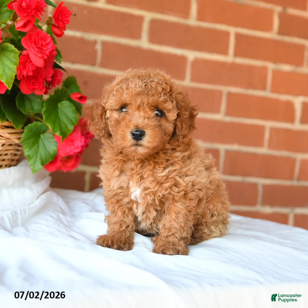 Miniature Poodle dogs for sale: Cooper - Ad 1