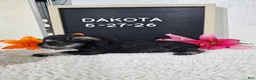 Miniature Schnauzer dogs for sale: Dakota - Ad 11