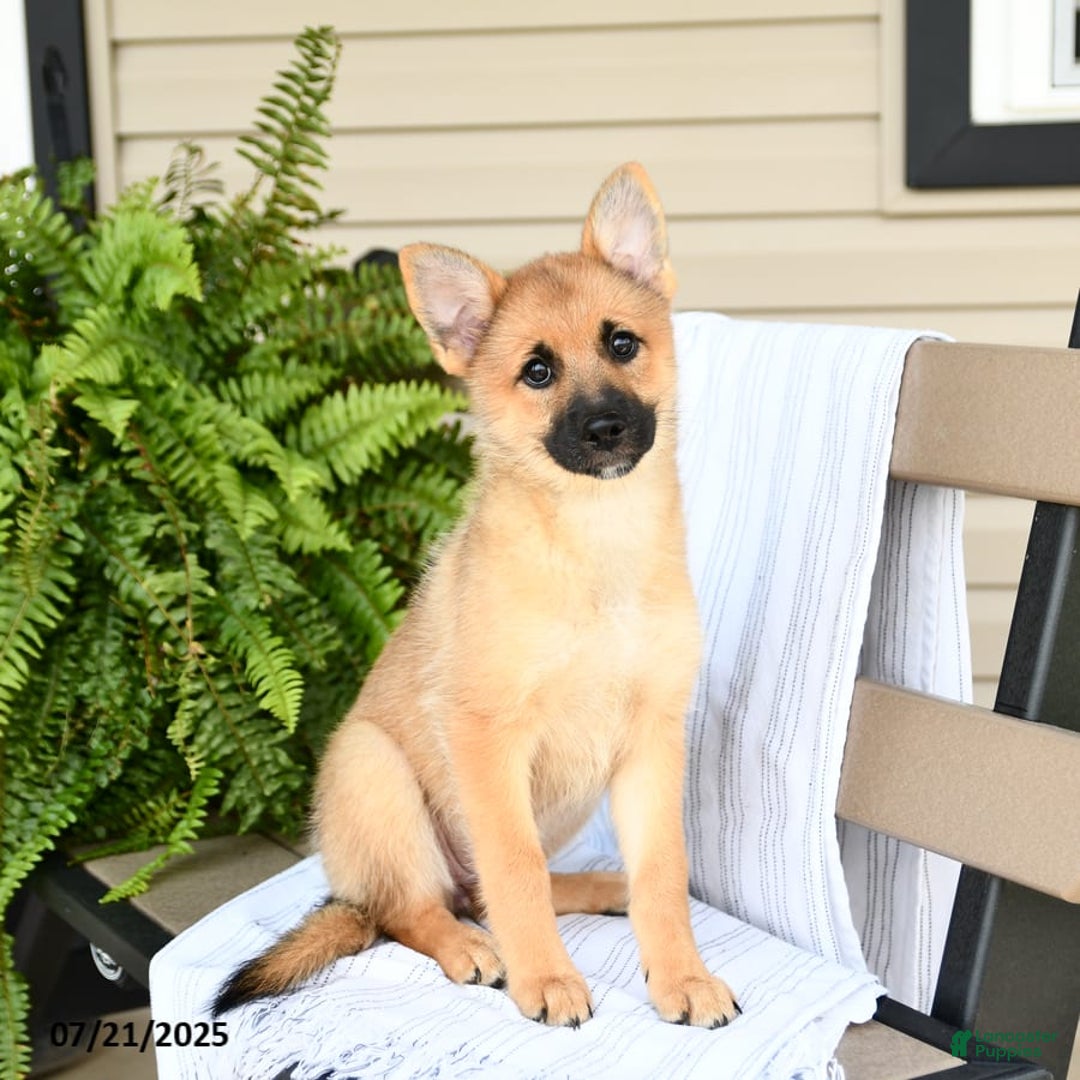 Mixed Breed dogs for sale: Tricky - Ad 14