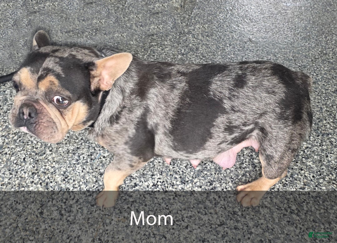 French Bulldog dogs for sale: Ranger - Ad 11