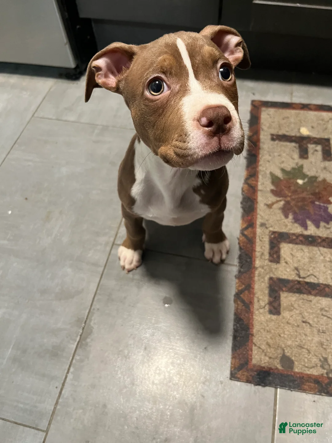 American Pit Bull Terrier dogs for sale: American Pit Bull Terrier Puppy 1 - Ad 2