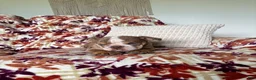 English Bulldog dogs for sale: English Bulldog 3 - Ad 11