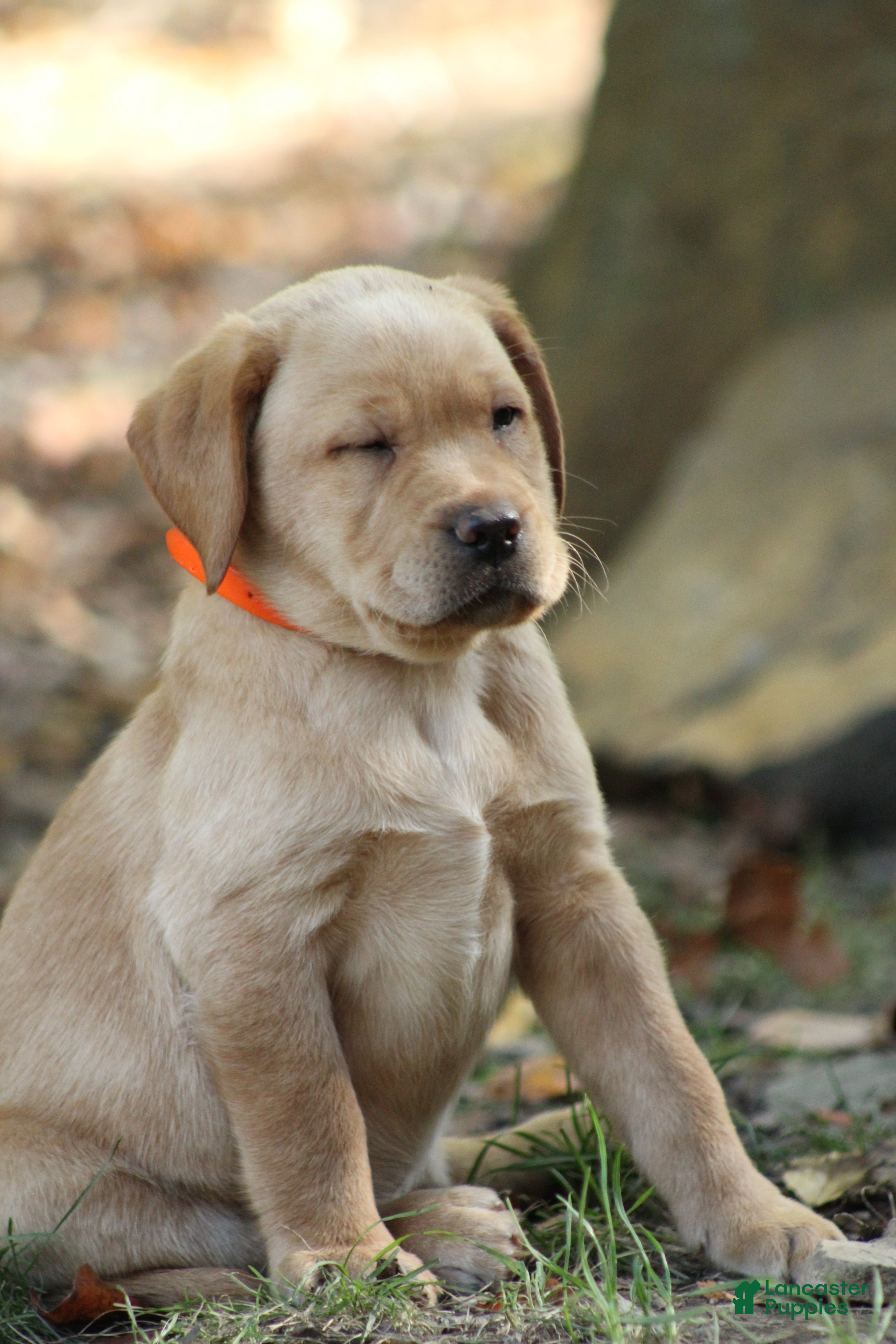 Labrador Retriever dogs Simba - Ad 2