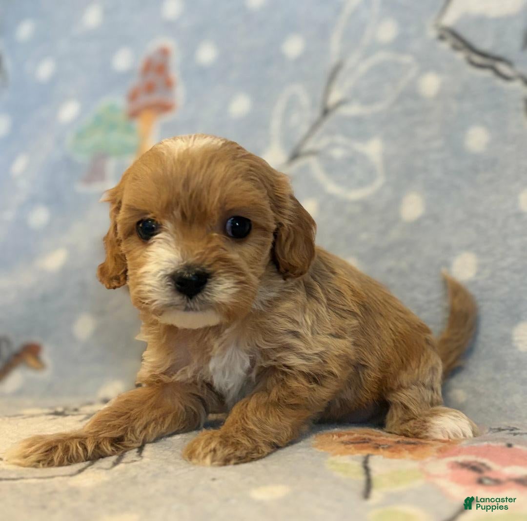 Cavapoo dogs for sale: Nadia - Ad 1