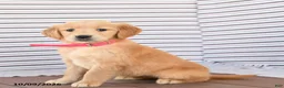 Golden Retriever dogs for sale: Daisy - Ad 3