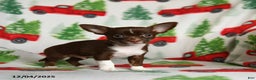 Chihuahua dogs for sale: Butterscotch - Ad 2