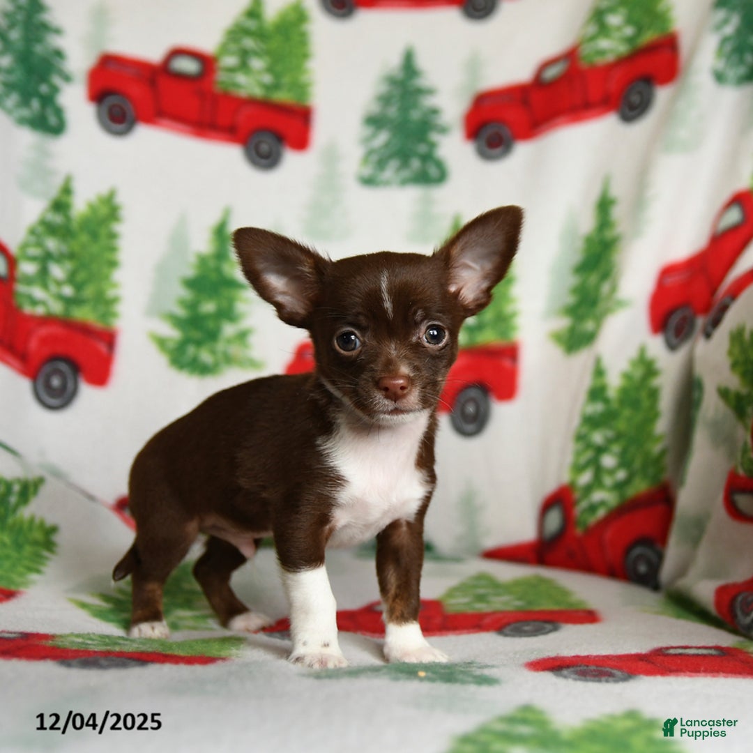 Chihuahua dogs for sale: Butterscotch - Ad 2