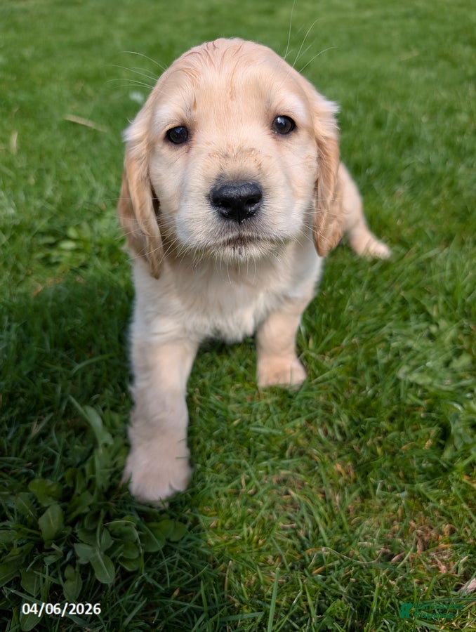 Mixed Breed dogs Amos - Ad 1