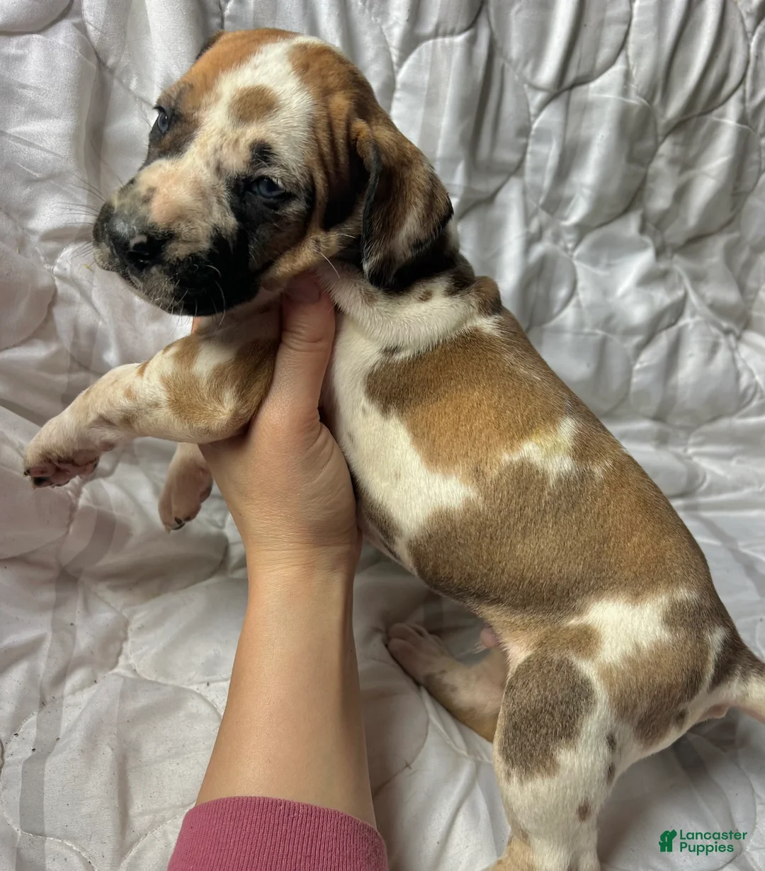 Great Dane dogs for sale: Billy the kid - Ad 2