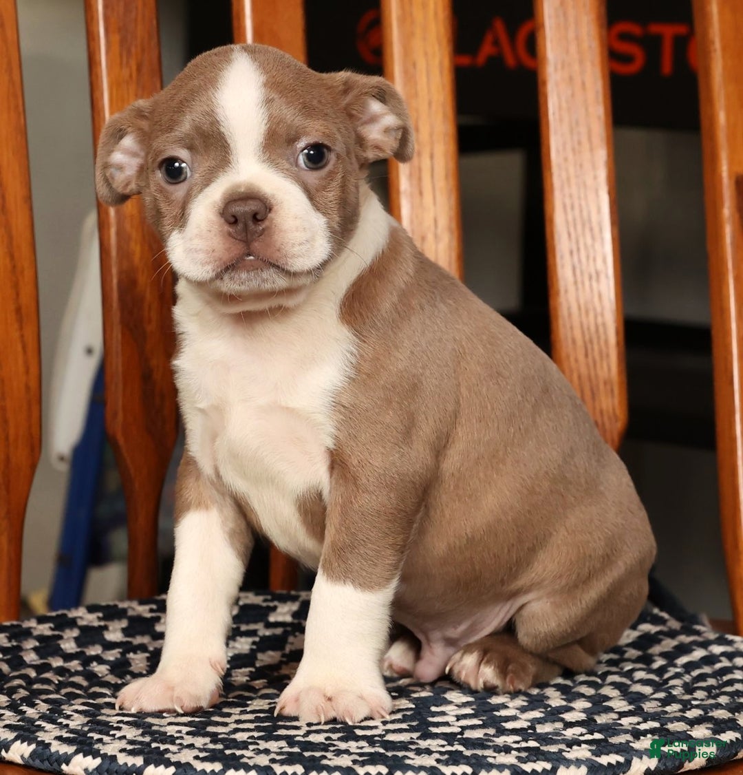 Boston Terrier dogs for sale: Riley - Ad 7