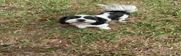 Shih Tzu dogs for sale: Shih Tzu Puppy 5 - Ad 2
