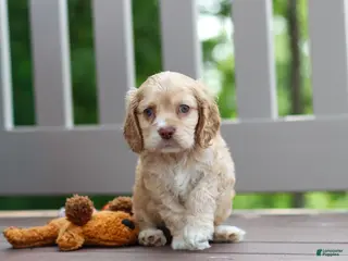 Cocker Spaniel dogs for sale: Theo - Ad 2