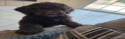 Miniature Poodle dogs for sale: Eclaire aka Claire Bear - Ad 8